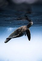 Une tortue dans son monde sous-marin