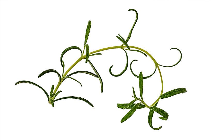 Rosemary on white background by Anneliese Grünwald-Märkl