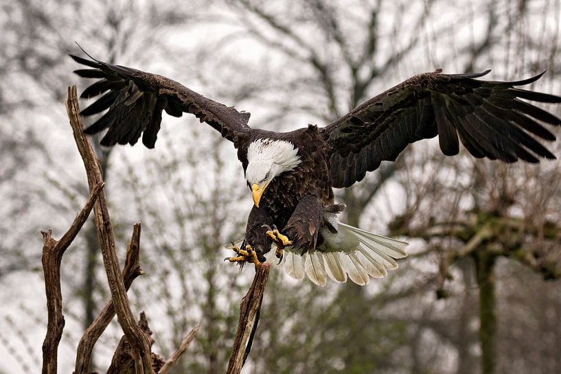 eagle landing von gea strucks