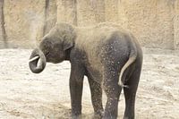 olifant