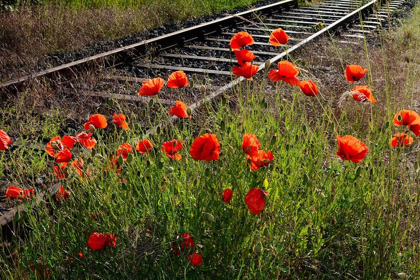 Wild  poppy by Claudia Evans