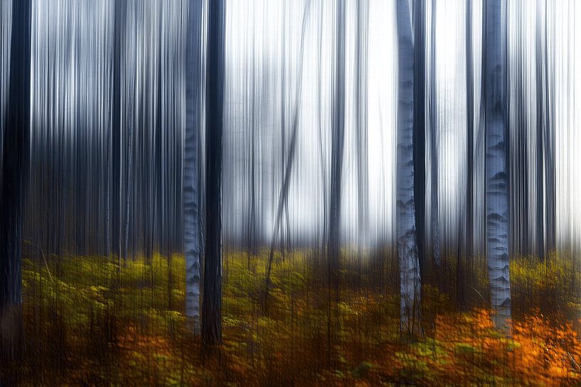 The magic of the forest by Ton Kuijpers