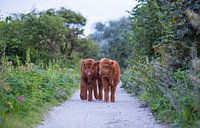 Deux jeunes veaux Highlander écossais dans les dunes