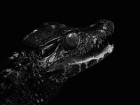 Herrscher der Sümpfe