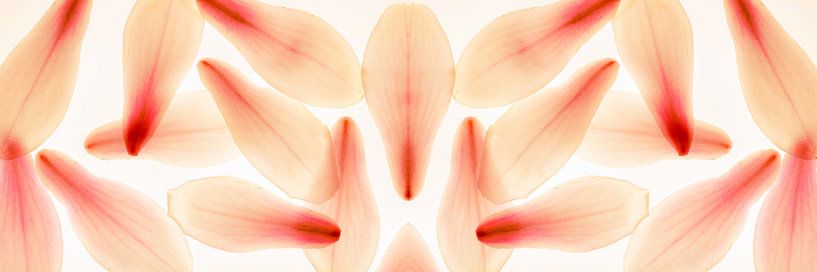 Panorama petals magnolia abstract pink delicate by Dieter Walther
