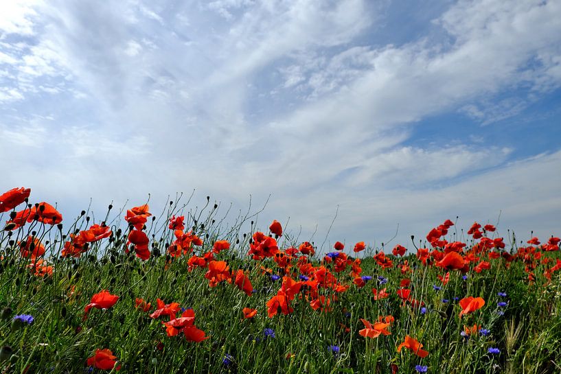 Des coquelicots dans le vent par Ostsee Bilder