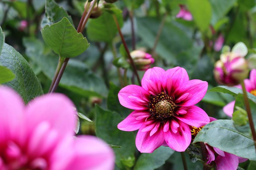 ciclama rose Dahlie von Arie van Vugt