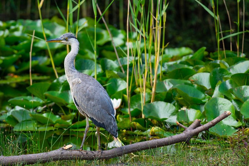 Heron near the water lilies by Bernardine de Laat