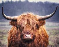 Porträt eines schottischen Hochlandbewohners