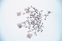 Hortensie im Schnee 3