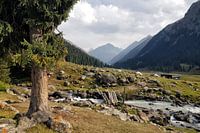 Vallée d'Altyn Arashan, Kirghizstan