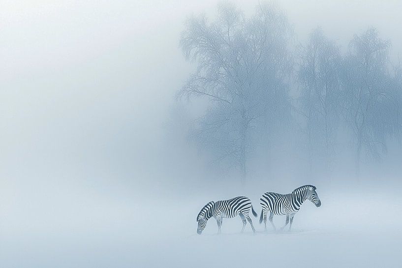Silence and Fog | Zebra's Middle of Winter by Karina Brouwer