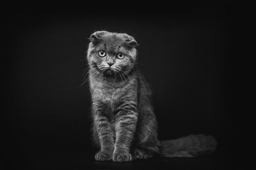Porträt der dunklen Katze im Studio von Lotte van Alderen