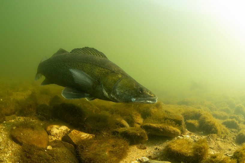 Zander (Sander lucioperca) von Arthur de Bruin