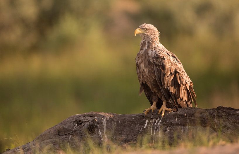 Zeearend op een boomstronk von Michel de Beer