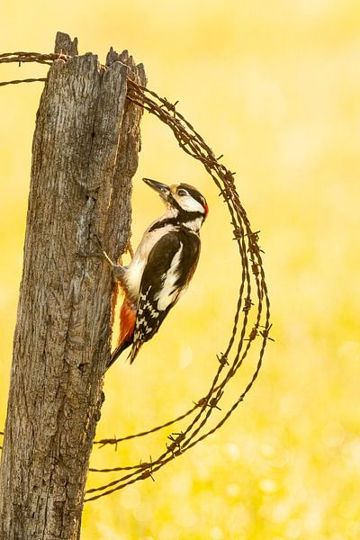 Tok tok.... von Kris Hermans
