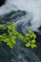 Groen bij een waterval