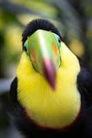 Hallo, ich bin der süßeste Tukan!