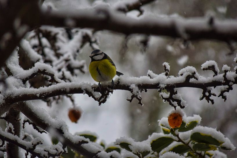 Kohlmeise im Schnee von Simdwlf