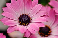 Spanisches Gänseblümchen