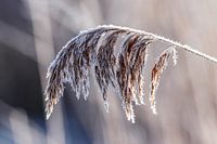Forst op een rietpluim