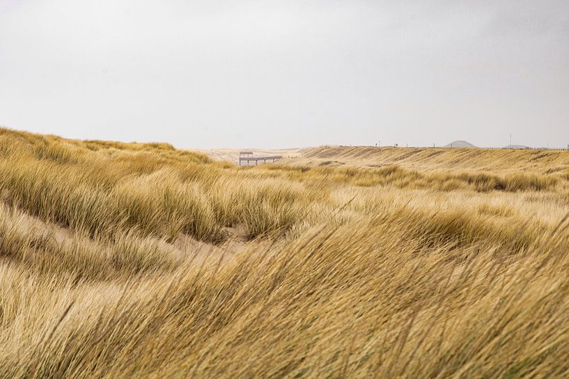 In den Dünen von Anna Thiessen