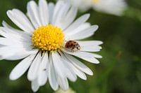 madelieveheersbeestje