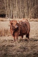 Verspielter Highlander