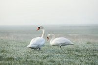 Two swans on an early winter morning
