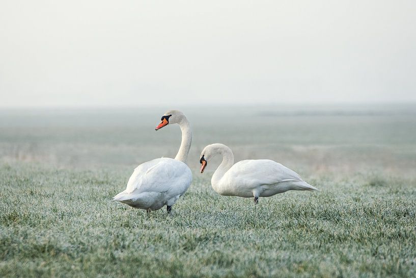 Deux cygnes un matin d'hiver par Maria-Maaike Dijkstra