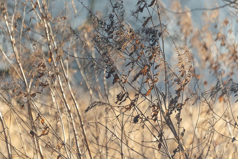 Winter Wild Flowers Abstrakt von Imladris Images
