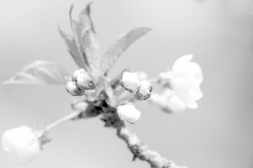 PRINTEMPS NAISSANT 3 par Ankie Kooi