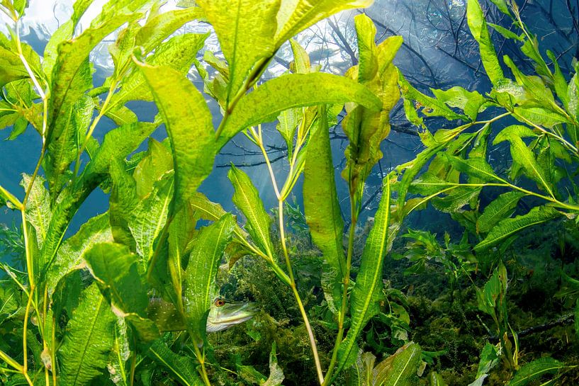 Hiding pike by Filip Staes