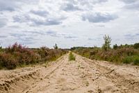 Purpurheide im Naturschutzgebiet in Oirschot