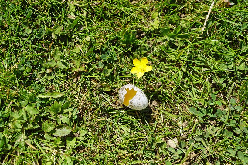 zerbrochenes Vogelei auf der Wiese von Babetts Bildergalerie
