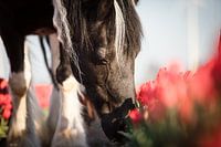 Das Pferd des Bauern zwischen den Tulpen