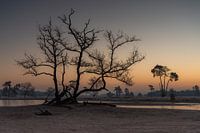 Ochtend stilte in de duinen  Loonse en  Drunense duinen