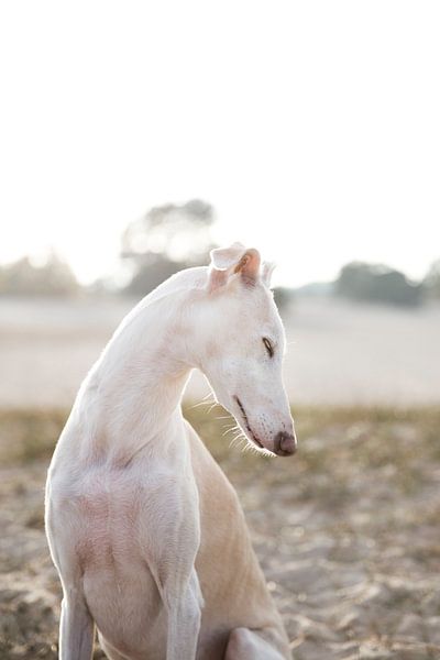 Windhund Lisa von Janine Bekker Photography