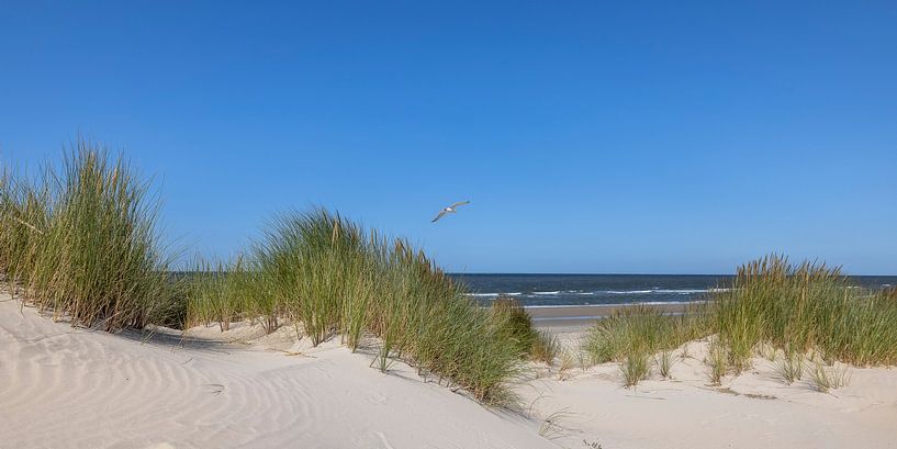 Zeemeeuw boven de duinen van Christoph Schaible
