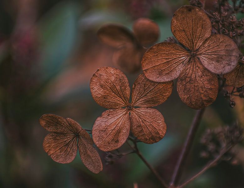 Die Schönheit von Trockenblumen in der Natur von Robby's fotografie