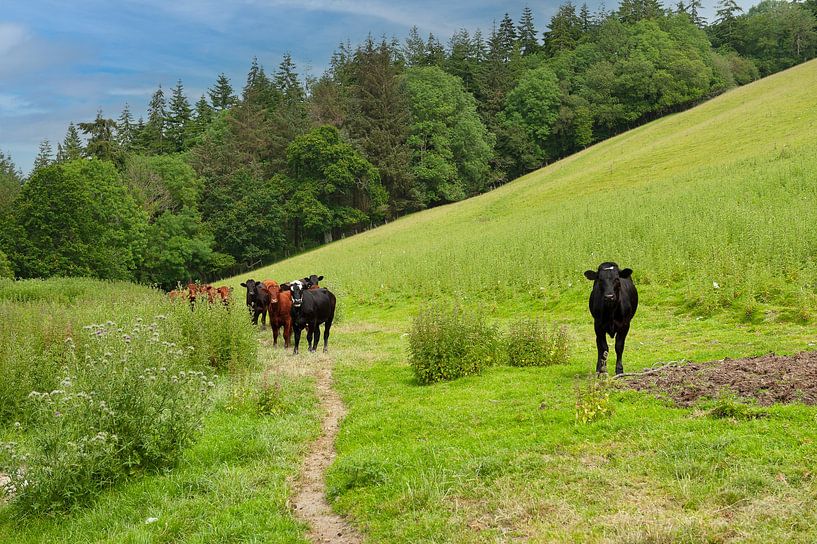 Wales cows in pasture curious by Rene du Chatenier