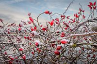Rose hips the beautiful bright red berries covered with a layer