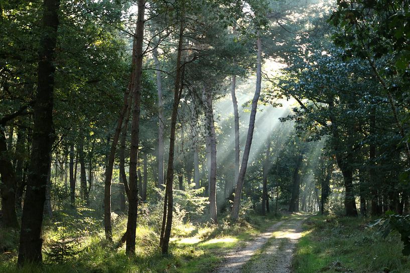 Licht in het bos von Jan Katsman