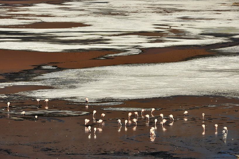 Flamingos at Laguna Colorada, Bolivia by Frank Photos