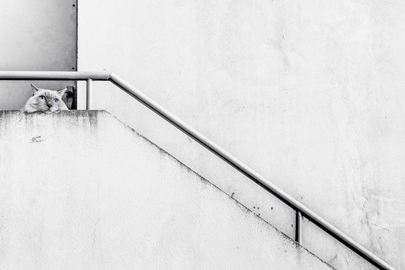 Find the cat. by Chantal CECCHETTI