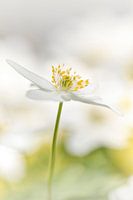 Große und schlanke Anemone