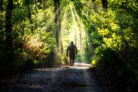 Une promenade dans la forêt
