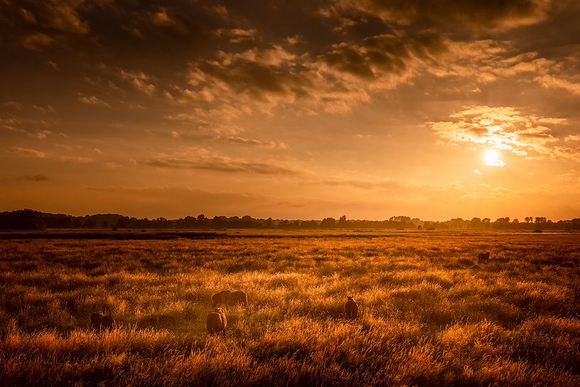 Horses in the meadow by Ton Drijfhamer