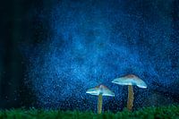 Mushrooms on the galaxy