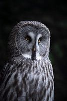 Lapplandeule, Steinkauz beim Beobachten und Lauschen seiner Beute